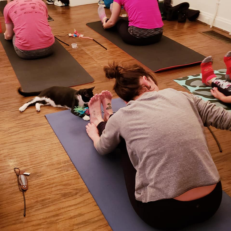 Eat, Purr, Love Cat Cafe Columbus